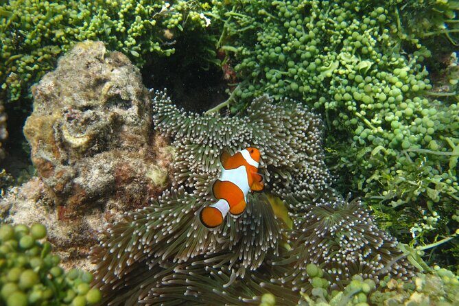 Snorkeling and Island Hopping Tour in Karimunjawa (sharing tour) - The Experience: What to Expect from This Karimunjawa Tour