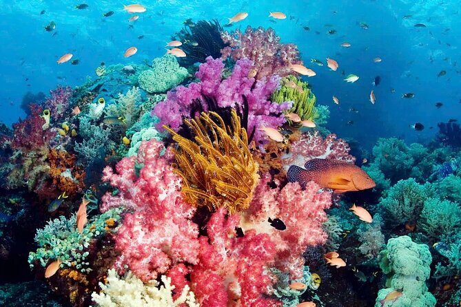 Snorkeling and Swimming in Phu Quoc 1 day trip - Introduction: The Highlights of Phu Quoc’s Snorkeling Tour