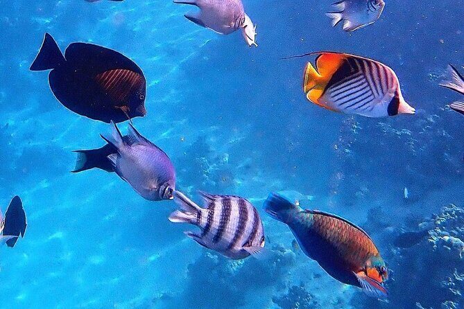 Snorkeling at Blue Lagoon; Starfish; The Rock Restaurant & Paje Beach - Key Points