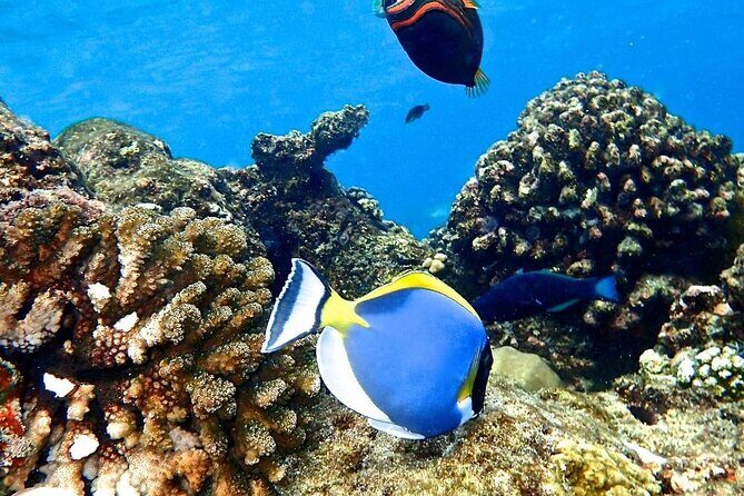 Snorkeling at Blue Lagoon; Starfish; The Rock Restaurant & Paje Beach - Exploring the Itinerary: What You’ll Actually Experience
