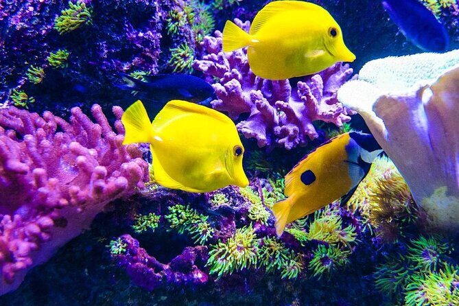 Snorkeling at Blue Lagoon; Starfish; The Rock Restaurant & Paje Beach - Why Choose This Tour?