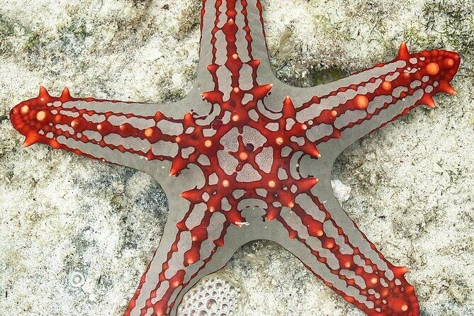 Snorkeling at Blue Lagoon; Starfish; The Rock Restaurant & Paje Beach - Who Would Enjoy It Most?