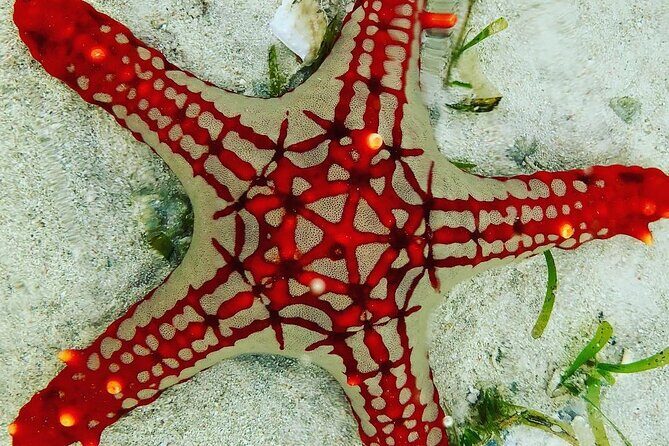 Snorkeling at Blue Lagoon; Starfish; The Rock Restaurant & Paje Beach - Frequently Asked Questions