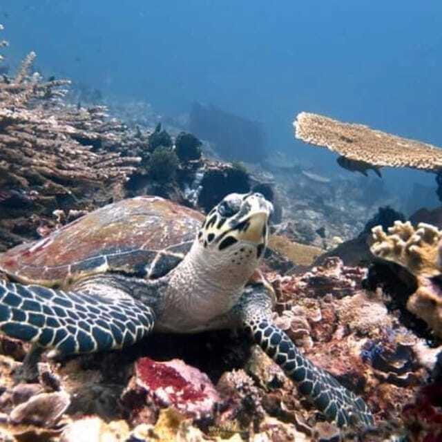 snorkeling-at-bluelagoon-spot