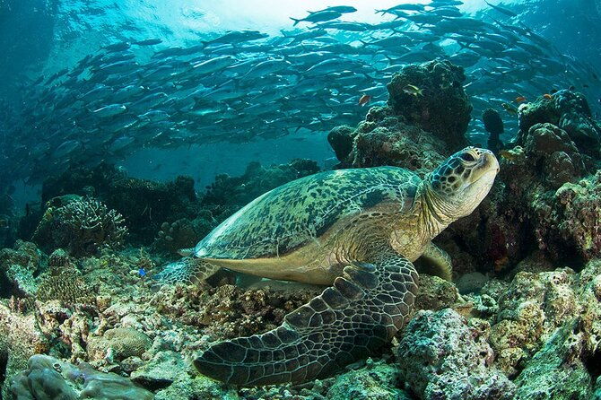 snorkeling-at-cano-island