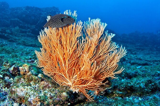 snorkeling-at-cano-island