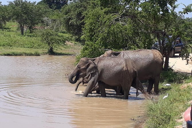 Snorkeling at Hikkaduwa - Price Analysis: Is It Worth It?