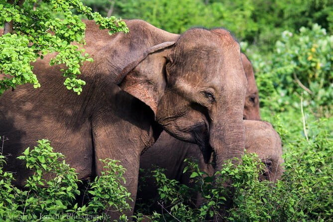 Snorkeling at Hikkaduwa - The Sum Up: Who’s This Tour Best For?