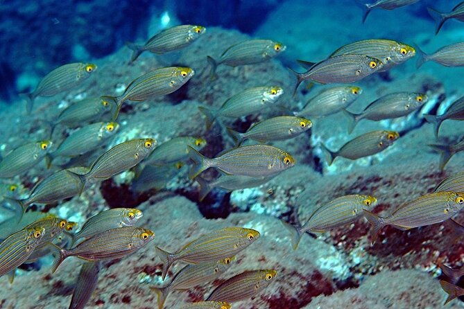 snorkeling-at-isola-bella-marine-park-taormina