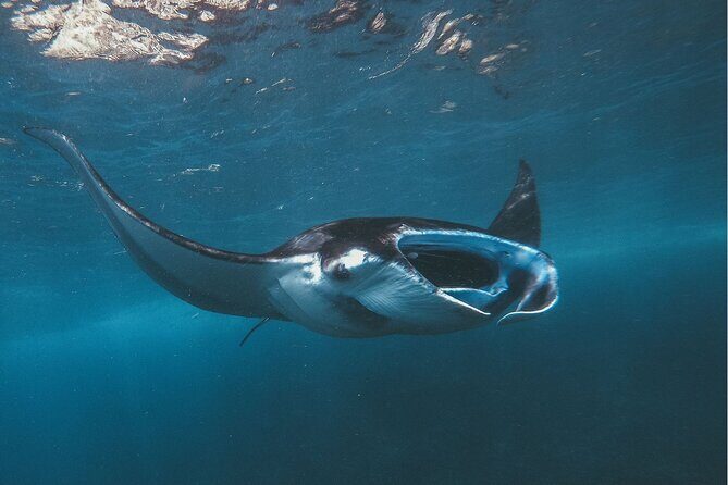 Snorkeling at Manta Point, the most chance to see Manta Rays - Key Points
