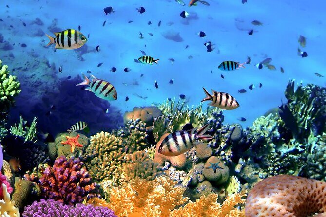 Snorkeling at Manta Point, the most chance to see Manta Rays - Why This Tour Is a Great Deal