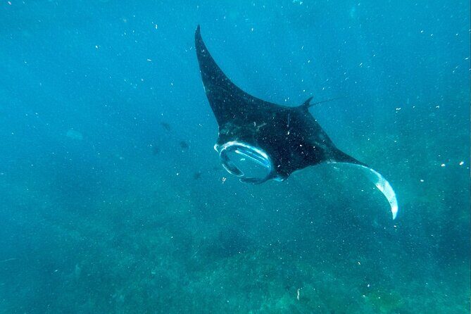 Snorkeling at Manta Point, the most chance to see Manta Rays - FAQ