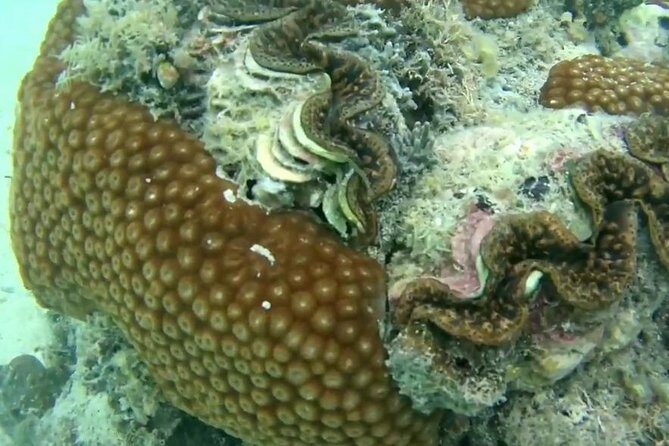 Snorkeling At Misali Island - Why This Tour Stands Out  