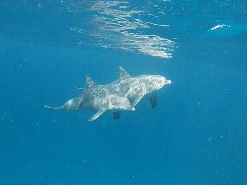 Snorkeling at Mnemba atoll - Exploring Snorkeling at Mnemba Atoll: An Underwater Paradise in Zanzibar