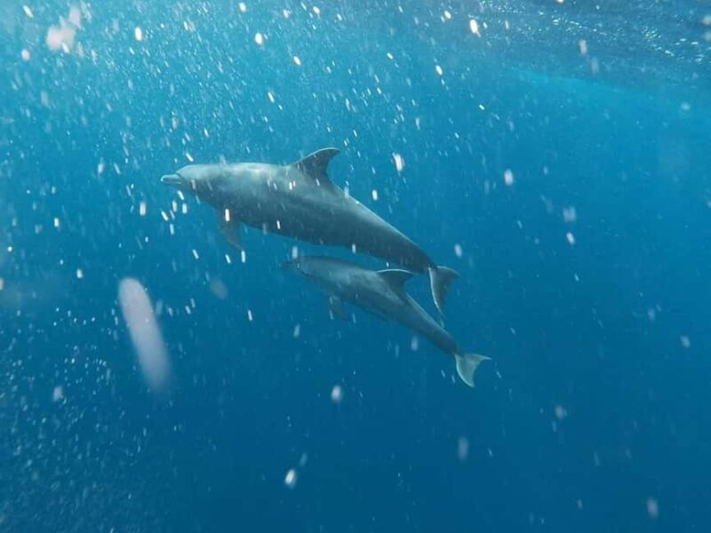 Snorkeling at Mnemba atoll - FAQs
