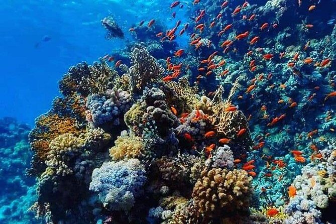 Snorkeling at Orange Island & Water Sports with Lunch - Hurghada - What to Expect from the Tour