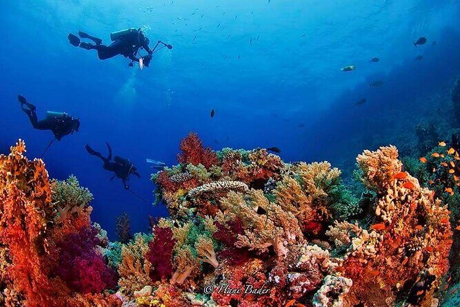 Snorkeling at Ras Mohamed in Sharm El Sheikh - What’s Included & What to Keep in Mind