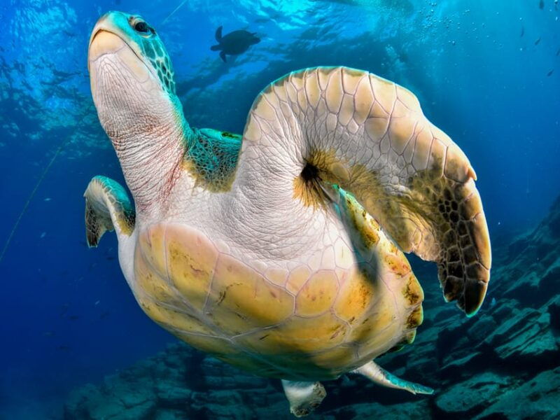 snorkeling-boat-trip-in-marine-turtles-natural-habitat