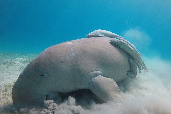 Snorkeling Boat Trip with Dugongs and Turtles in Marsa Alam - What Makes This Tour Stand Out