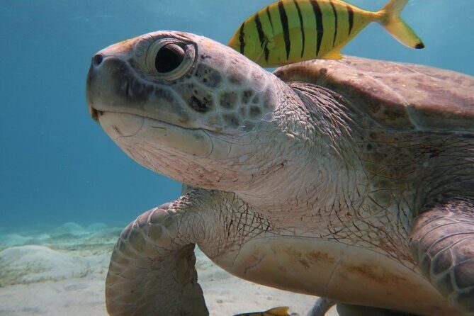 Snorkeling Boat Trip with Dugongs and Turtles in Marsa Alam - Final Thoughts