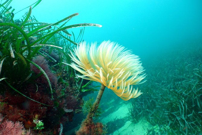 snorkeling-by-boat-on-site-in-the-bay-of-cannes-or-esterel-2
