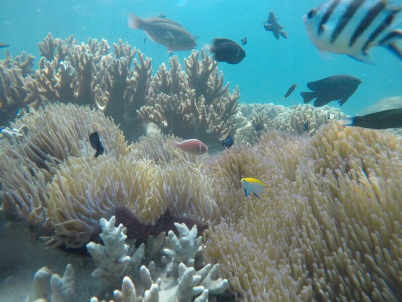 snorkeling-cham-island-snorkeling-tour-by-speed-boat