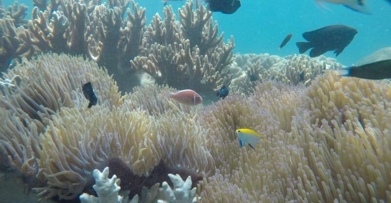 snorkeling-cham-island-snorkeling-tour-by-speed-boat