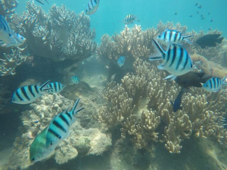 snorkeling-cham-island-snorkeling-tour-by-speed-boat