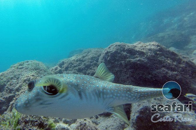 snorkeling-costa-rica