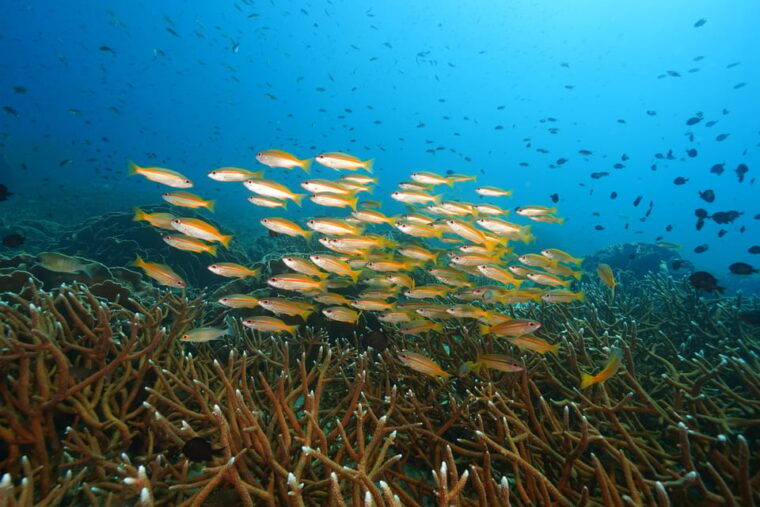 snorkeling-course-become-a-confident-snorkeler