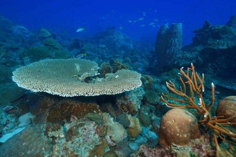 snorkeling-course-become-a-confident-snorkeler