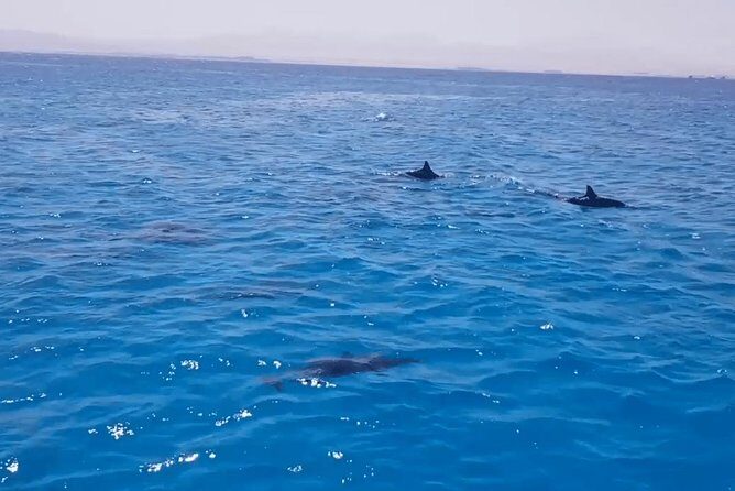 Snorkeling Day Trip in Hurghada - Things to Keep in Mind