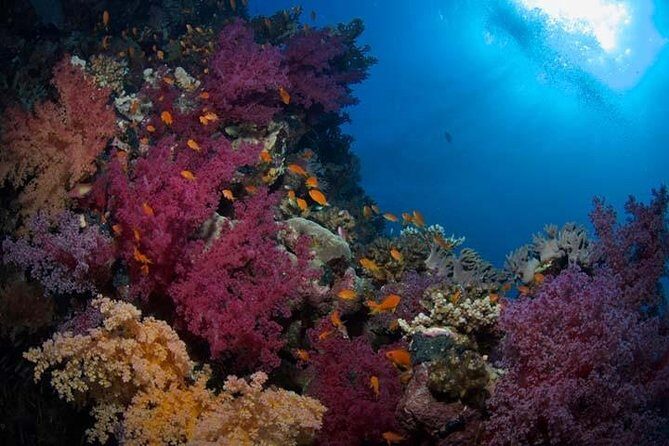 Snorkeling Day Trip in Hurghada - Final Thoughts