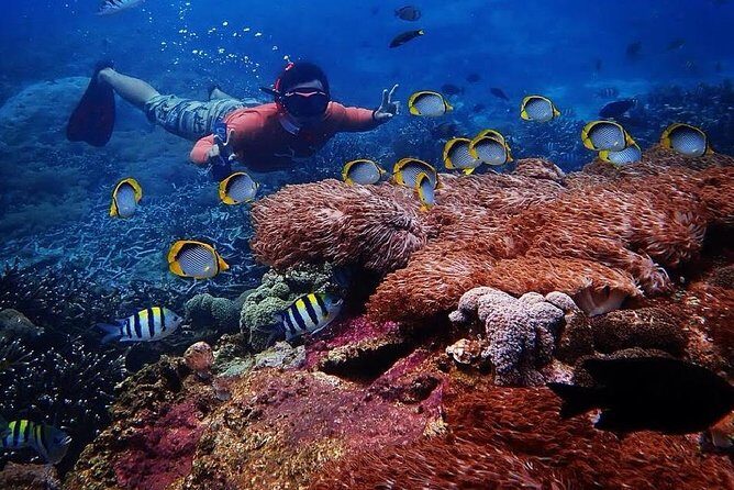 Snorkeling Day Trip To Lembongan and Penida - An In-Depth Look at the Tour Experience