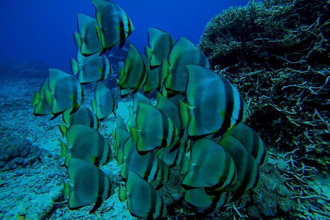 Snorkeling Day Trip to Nusa Lembongan and Nusa Penida - Price & Value