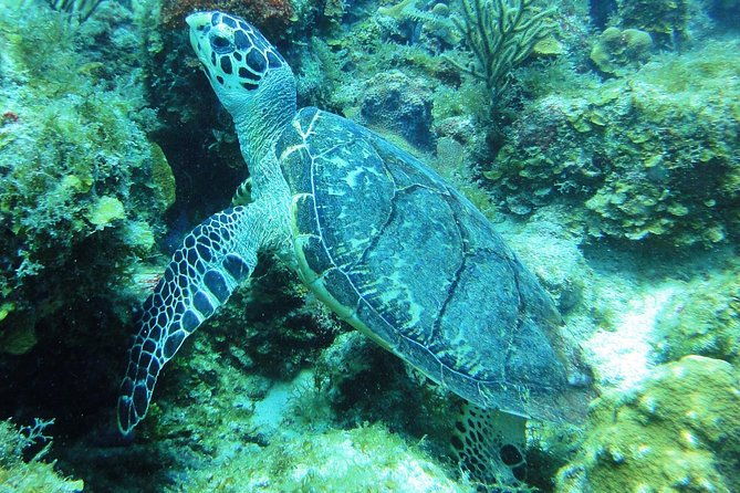 snorkeling-equipment-rental-and-beach-chairs-and-more