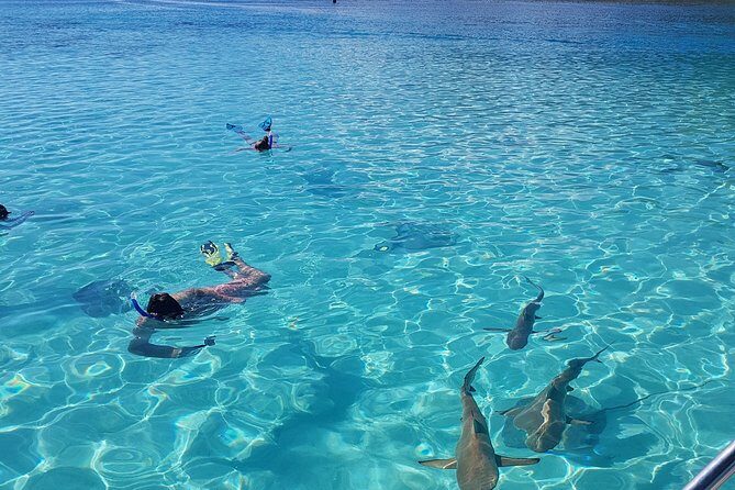 Snorkeling excursion, discovery of the lagoon, small group. - Discovering Moorea’s Underwater Paradise