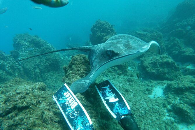 snorkeling-excursion-in-the-rays-and-turtles-zone-2