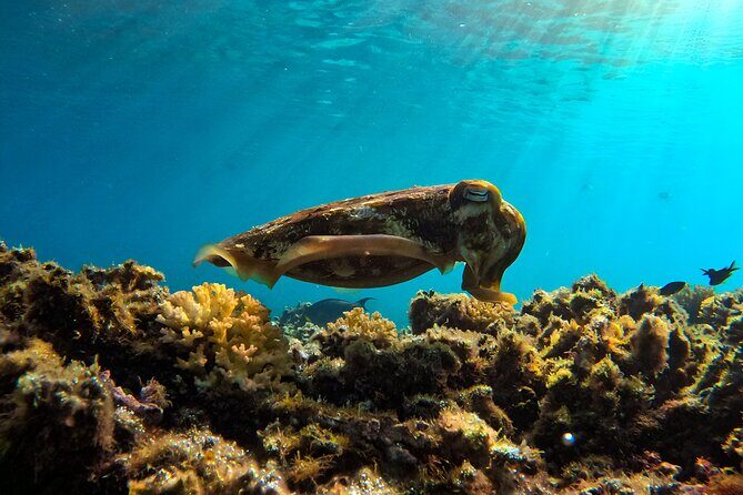 Snorkeling Experience at Ad Daymaniyat Islands in Muscat - Who Should Book This Tour?