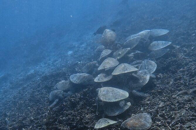 Snorkeling Experience at Ad Daymaniyat Islands in Muscat - FAQ