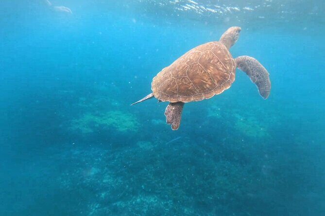 Snorkeling Experience in Santa Maria Bay by boat - The Experience: From Booking to Return