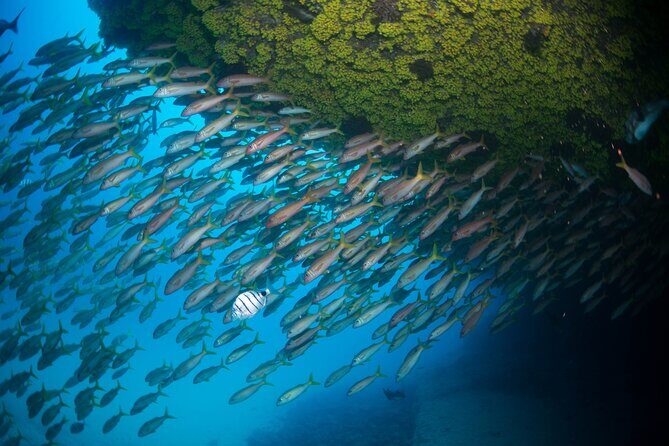 Snorkeling Experience in Santa Maria Bay by boat - FAQ