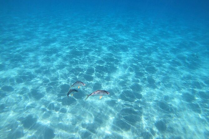 Snorkeling Experience to discover the dolphin inside you! - Final Thoughts
