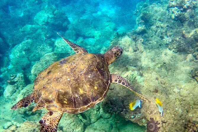 Snorkeling for Non-Swimmers Guided Tour - Wailea Beach - What Makes This Tour Stand Out