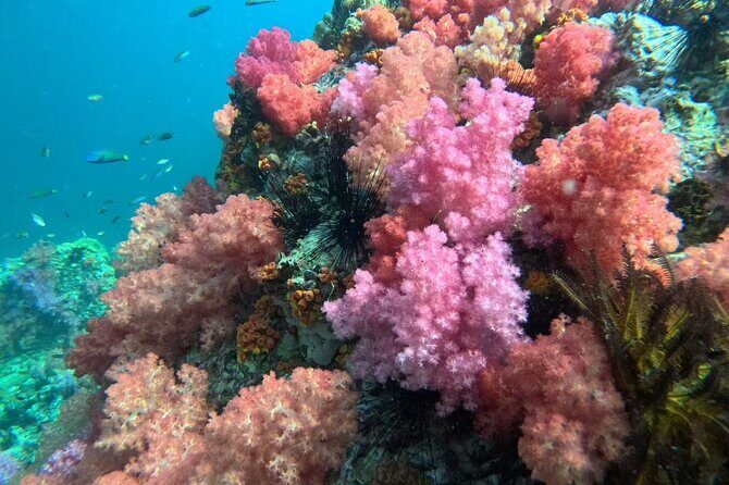 Snorkeling + Free Underwater Photos by Longtail Boat  Koh Lipe A - Who Is This Tour Best For?