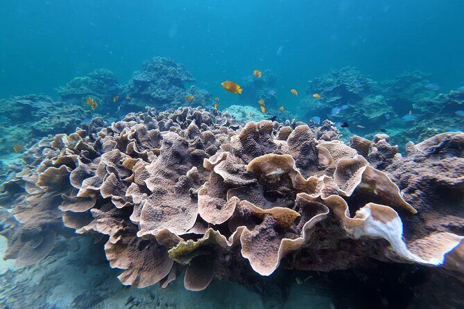 Snorkeling + Free Underwater Photos by Longtail Boat  Koh Lipe A - FAQ