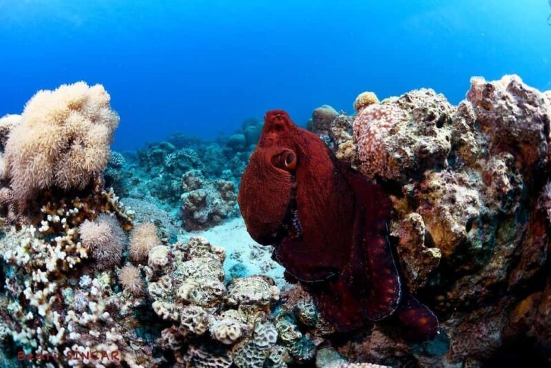 Snorkeling From Shore - FAQs
