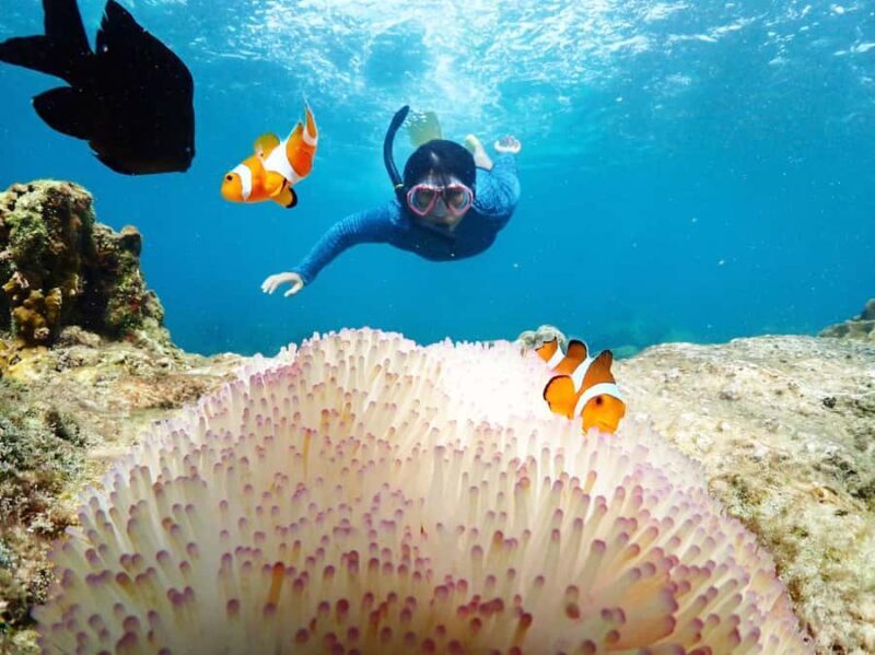 Snorkeling Full Day Experience from Bangkok - The Sum Up