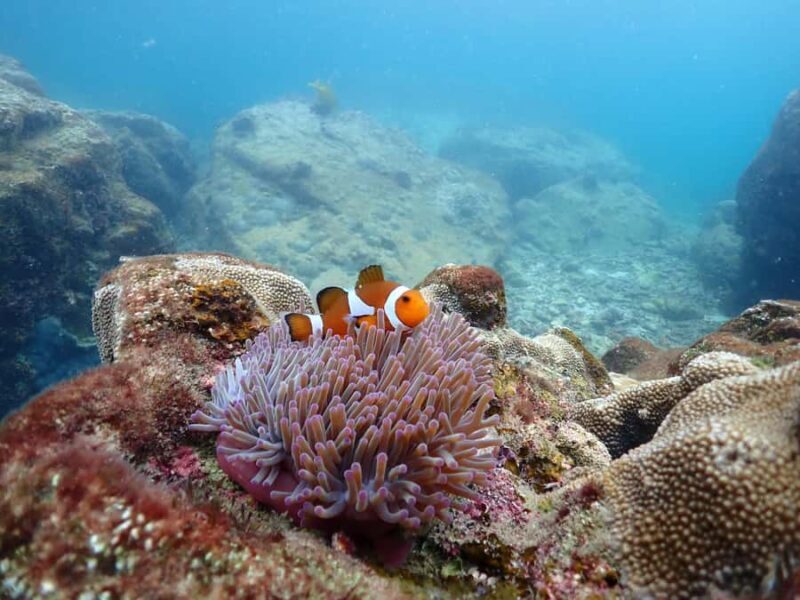 Snorkeling Full Day Experience from Bangkok - FAQ