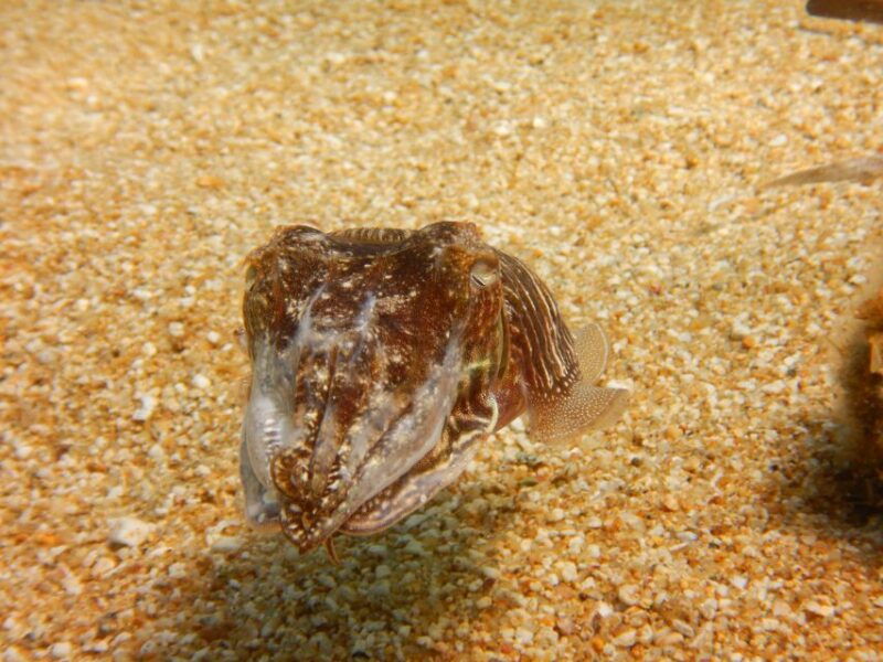 snorkeling-guided-tour-in-beautiful-marathopoli